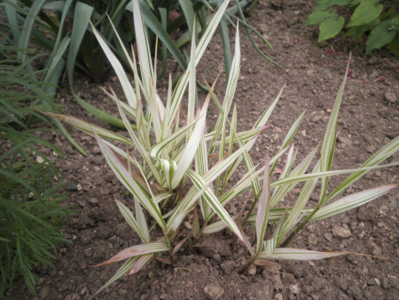 Chasmanthium ´River Mist´
